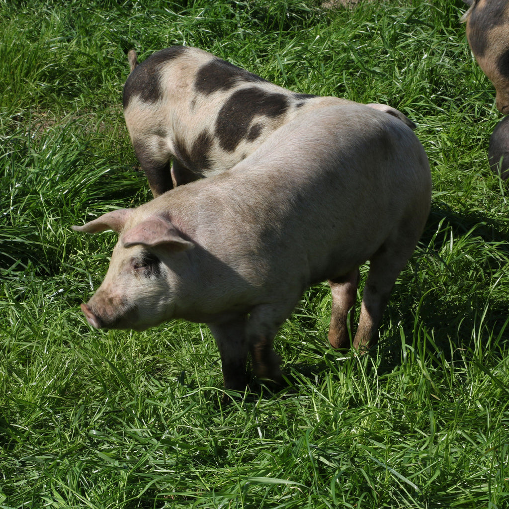 EPIC PK RND SSALT & VNGR ( 12 X 2.5 OZ   )