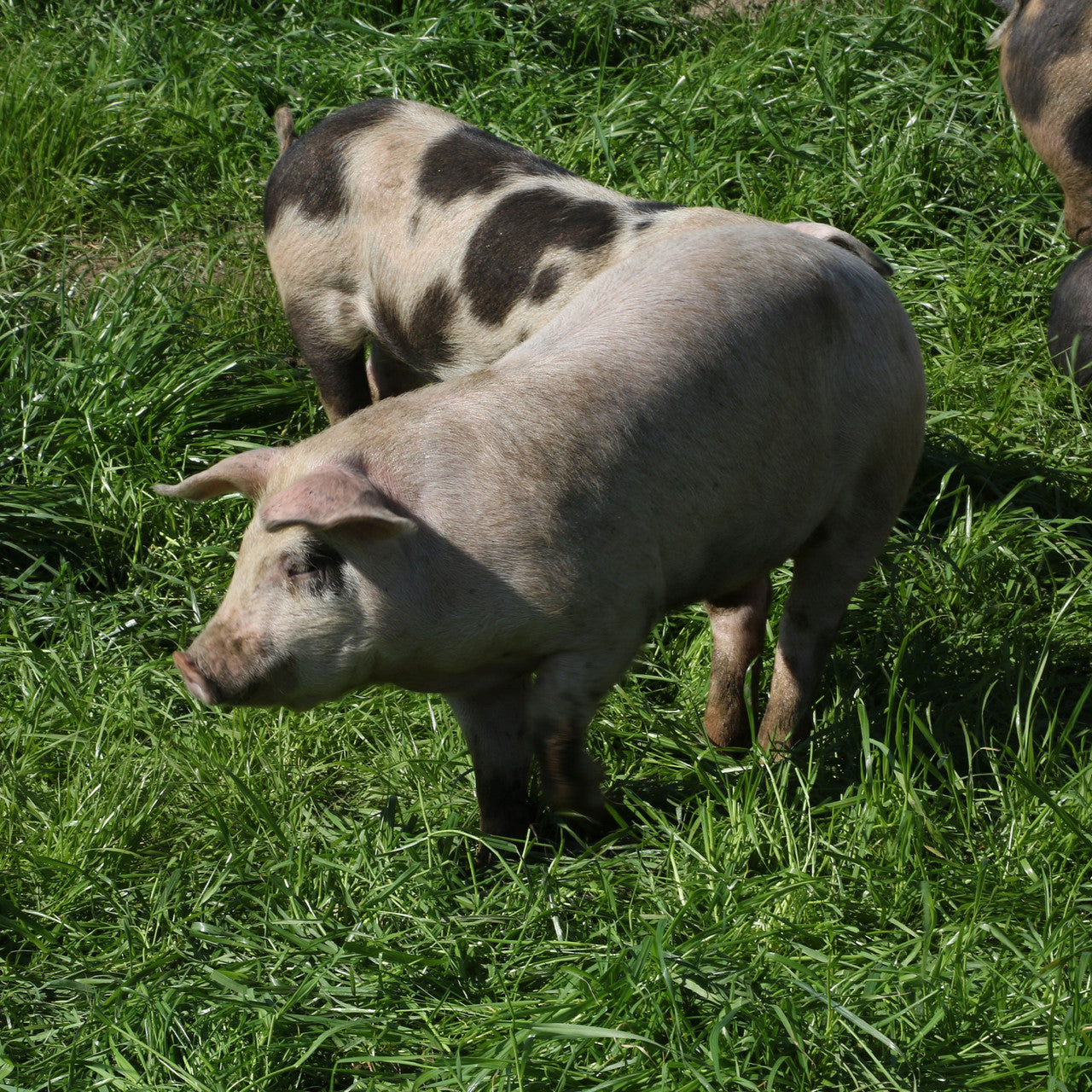 EPIC PK RND SSALT & VNGR ( 12 X 2.5 OZ   )